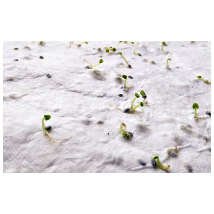Papel sementes de flores A6